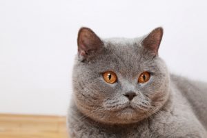 FLUFFY CAT BREEDS