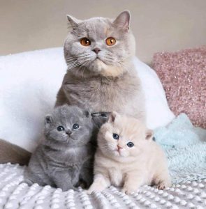 IMPRESSIVE FACTS ABOUT FLUFFY CAT BREEDS THAT YOU NEVER ...
 Fluffy Cat Breeds