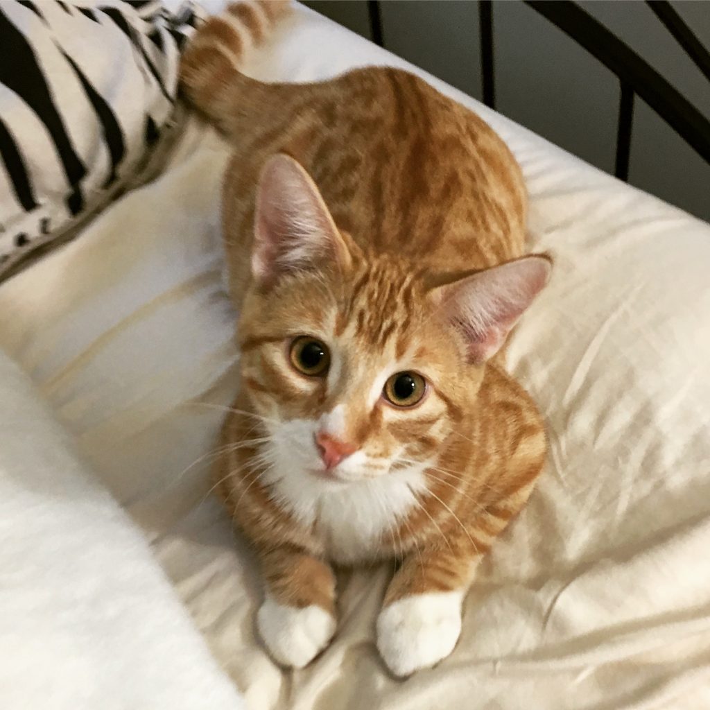 cat fluffy pillow