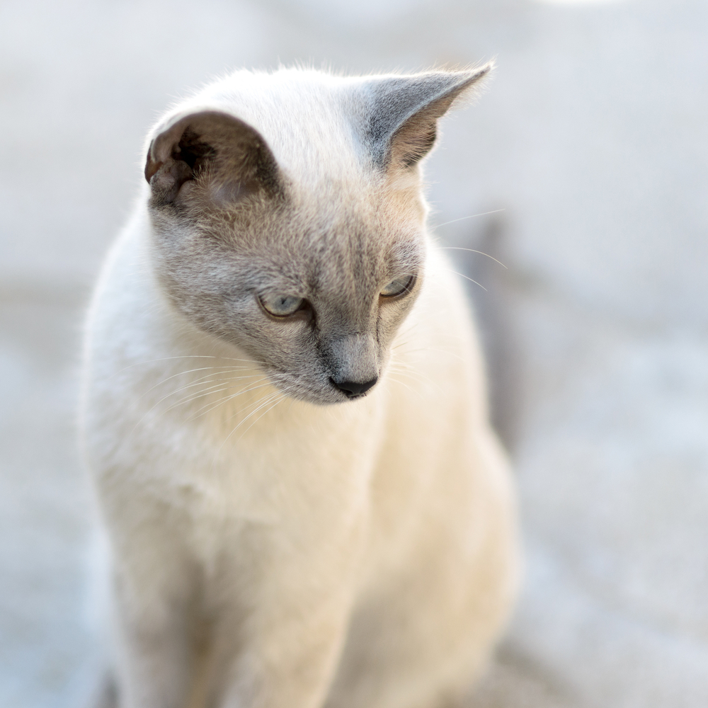 Collection 95+ Pictures Picture Of A Gray Cat Sharp