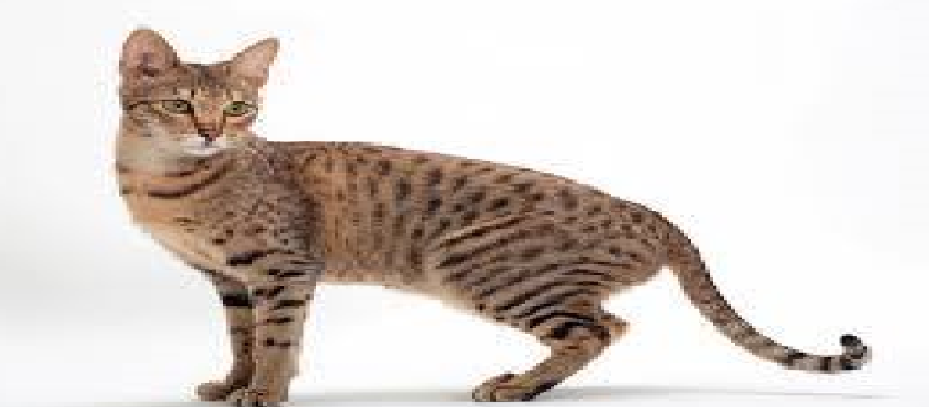 8 BIGGEST DOMESTIC CAT