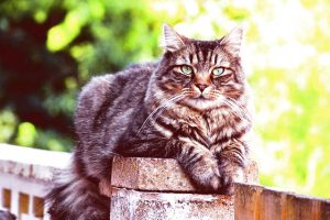 long haired cat breeds