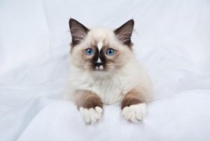 most affectionate cat breeds