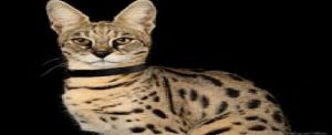 savannah cats