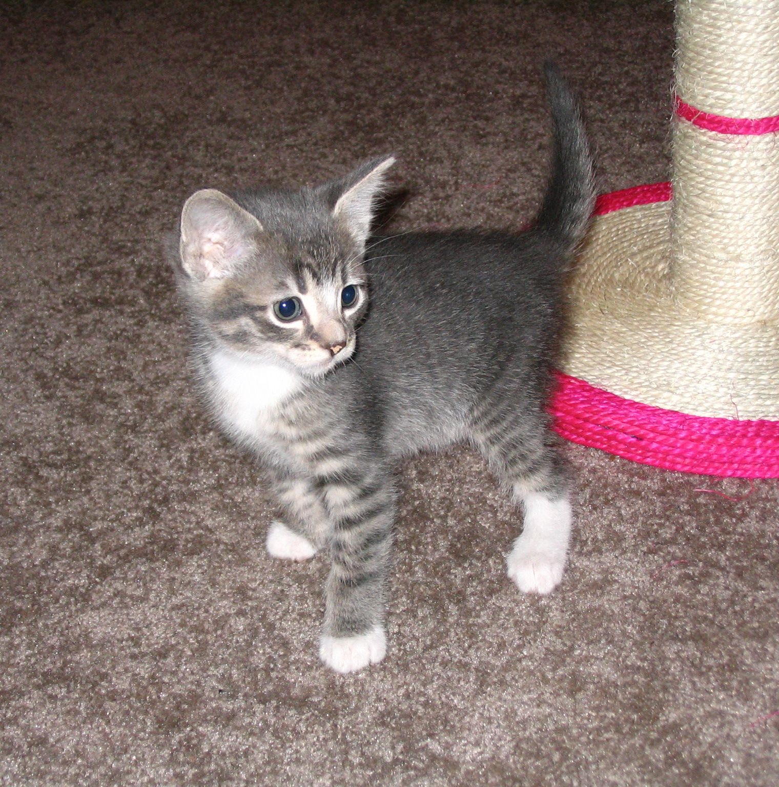 gray tabby cat with white paws