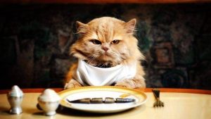 how long can cats go without food