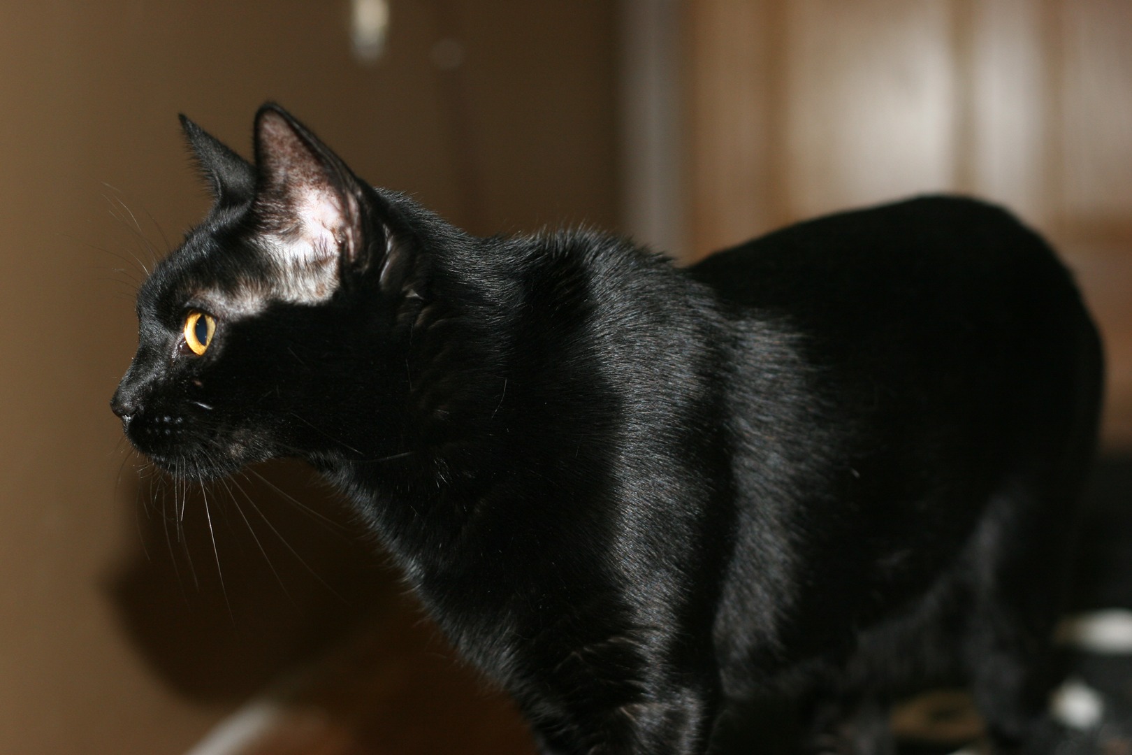 BLACK SAVANNAH CAT
