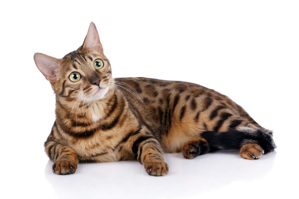LEARN INTERESTING FACTS ABOUT BENGAL CAT