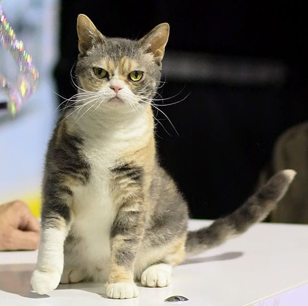 American Wirehair Cats with Wiry Coat