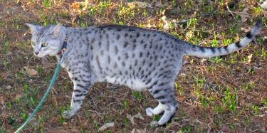 Egyptian Mau Cats with Best Running Ability 