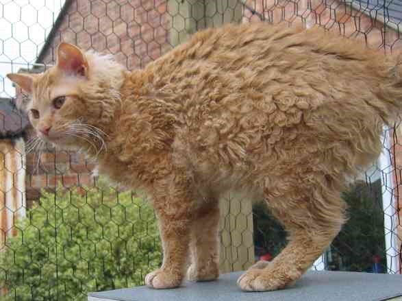 LaPerm Cats with Curly Coat