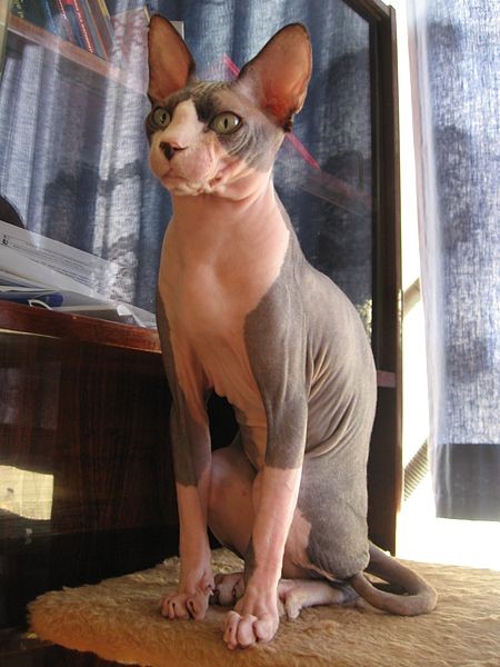 Sphynx Famous Hairless Cat Breed