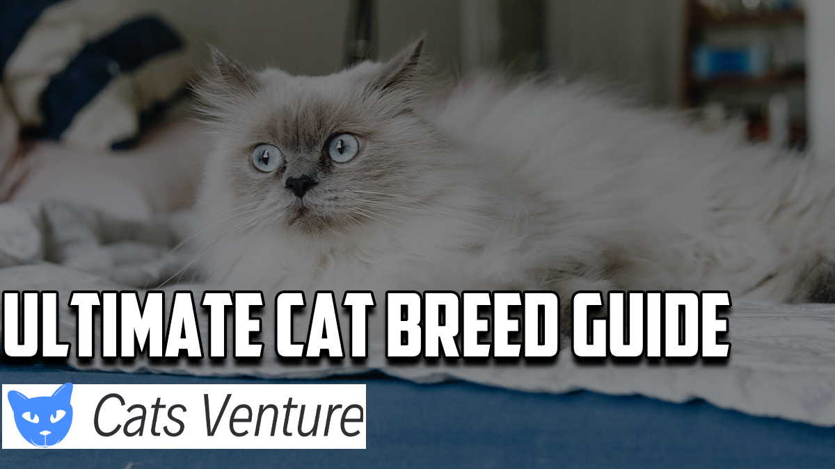 40 Most Popular Cat Breeds Across The Globe [Ultimate Guide 2022]