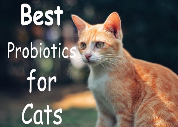 Best Probiotics for cats