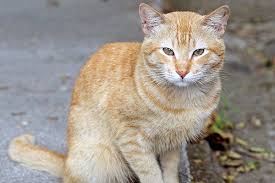 Scabies in Cats