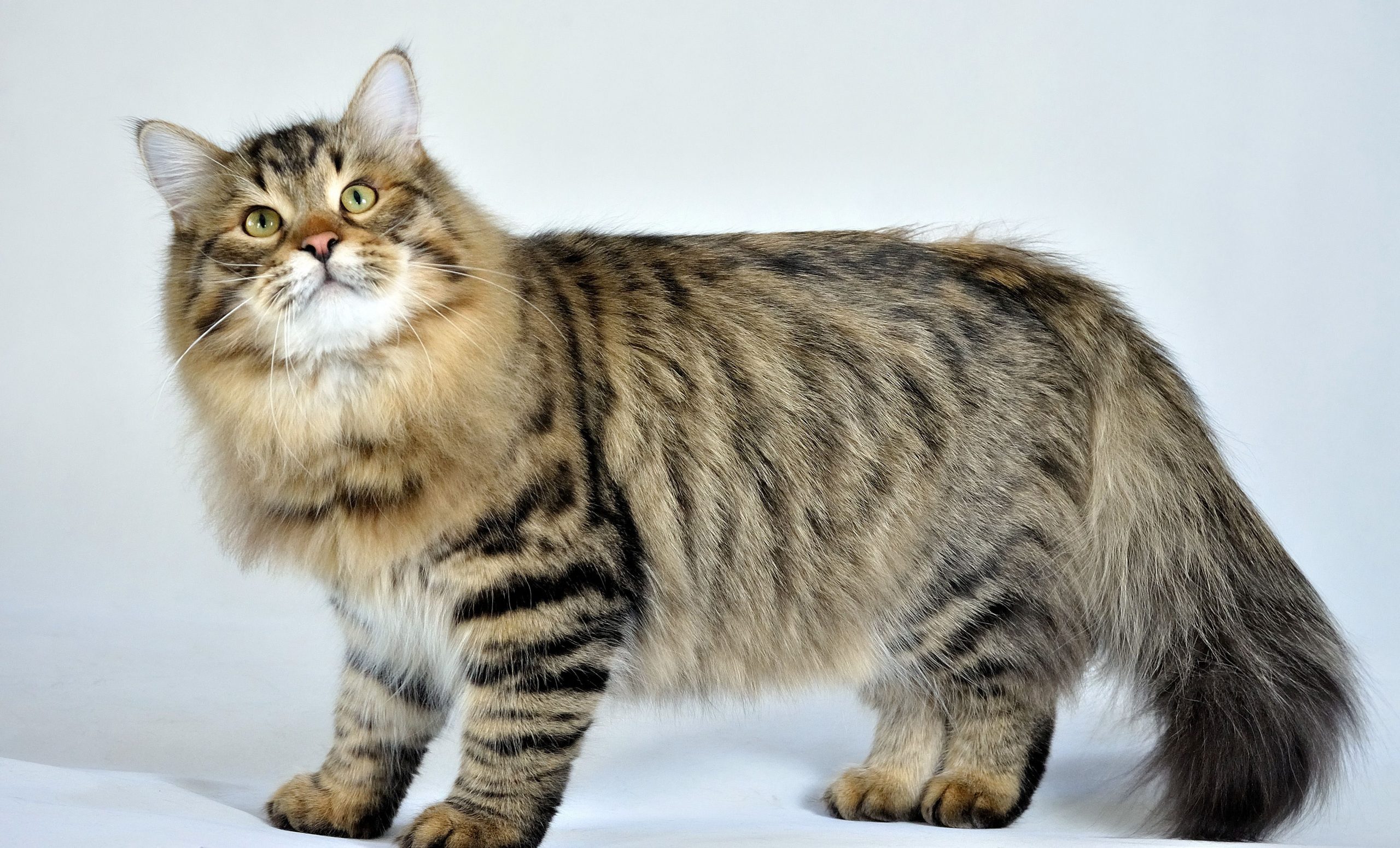 Siberian Forest Cat Breed | Information, Facts and Characteristic [2020]