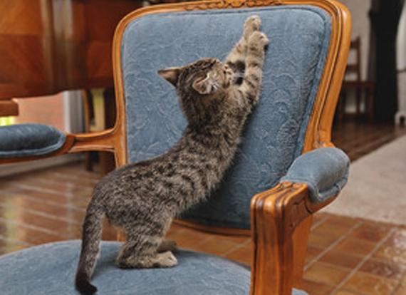 How To Stop Cats From Scratching Furniture Cats Venture